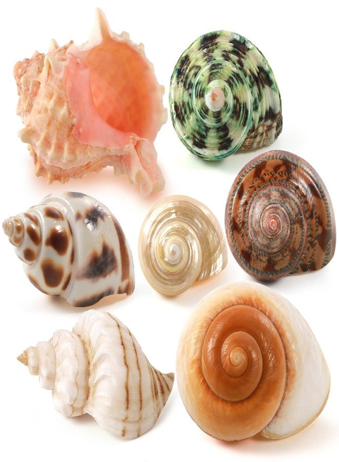PPCLION 7 PCS Large Medium Small Natural Hermit Crab Shells Turbo Sea Conch Shell for Décor, Size: 2-3.5". Opening 0.5"-2" - Image 1